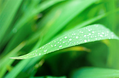 关于微距摄影的5个简单技巧